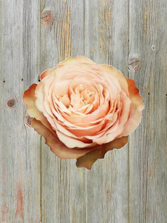 KAHALA ORANGE ROSE